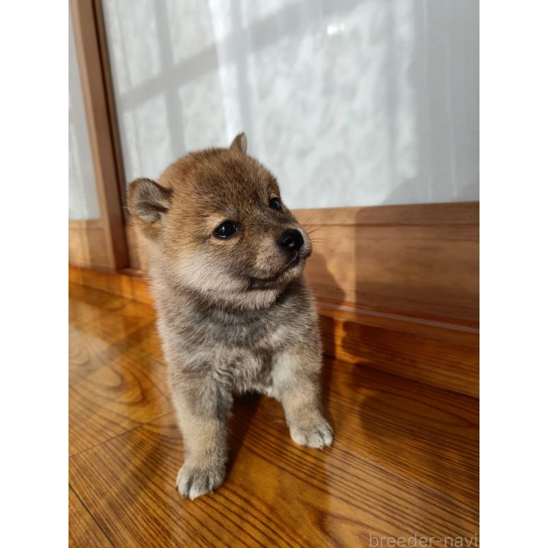 販売中の岩手県の柴犬-426773の3枚目