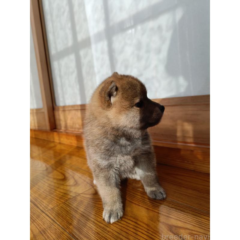 販売中の岩手県の柴犬-426773の2枚目