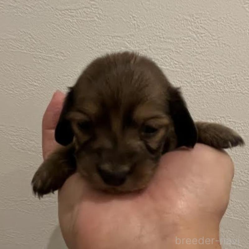 販売中の群馬県のカニンヘンダックスフンド(ロングヘアード)-426774