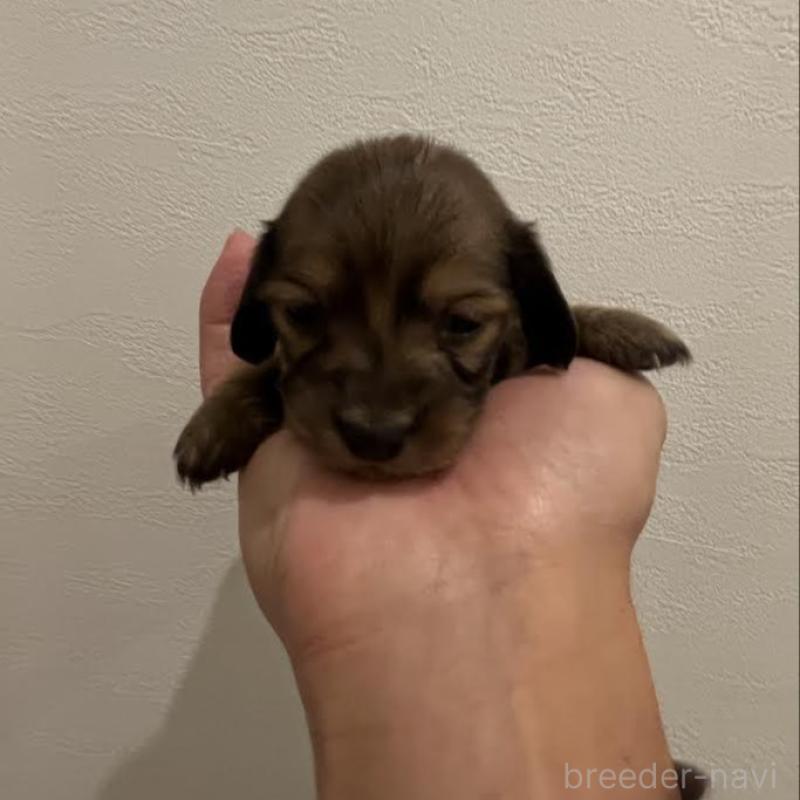 販売中の群馬県のカニンヘンダックスフンド(ロングヘアード)-426774の6枚目