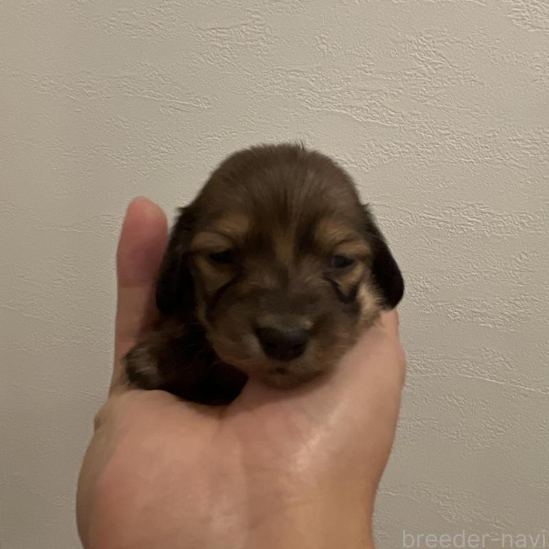 販売中の群馬県のカニンヘンダックスフンド(ロングヘアード)-426774の5枚目