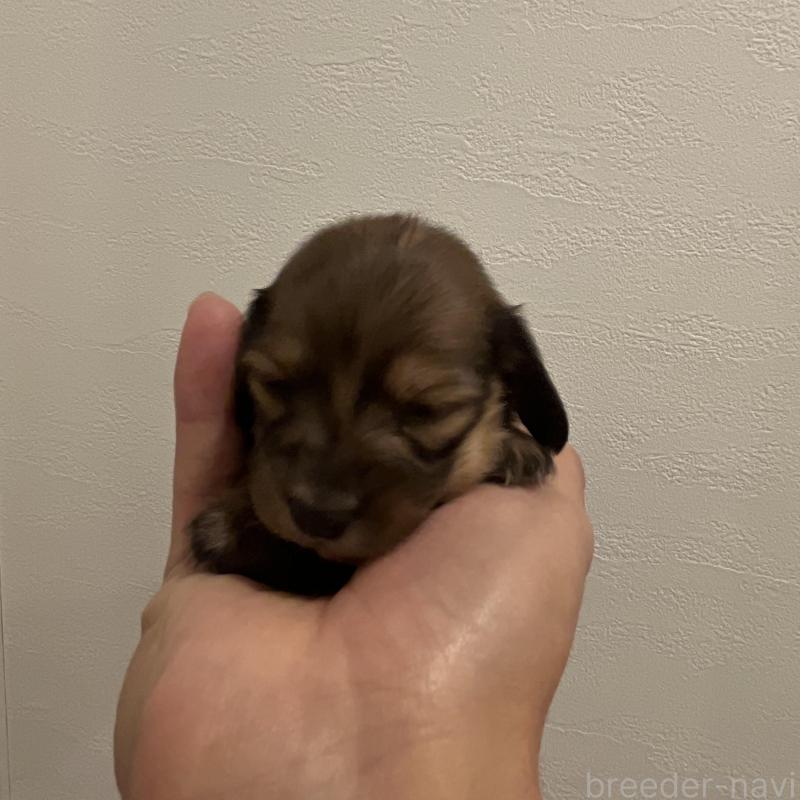 販売中の群馬県のカニンヘンダックスフンド(ロングヘアード)-426774の4枚目