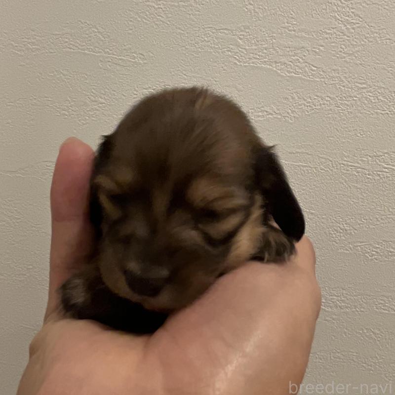 販売中の群馬県のカニンヘンダックスフンド(ロングヘアード)-426774の3枚目