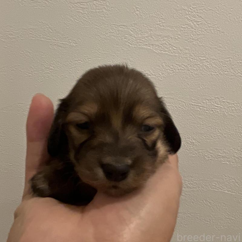 販売中の群馬県のカニンヘンダックスフンド(ロングヘアード)-426774の2枚目