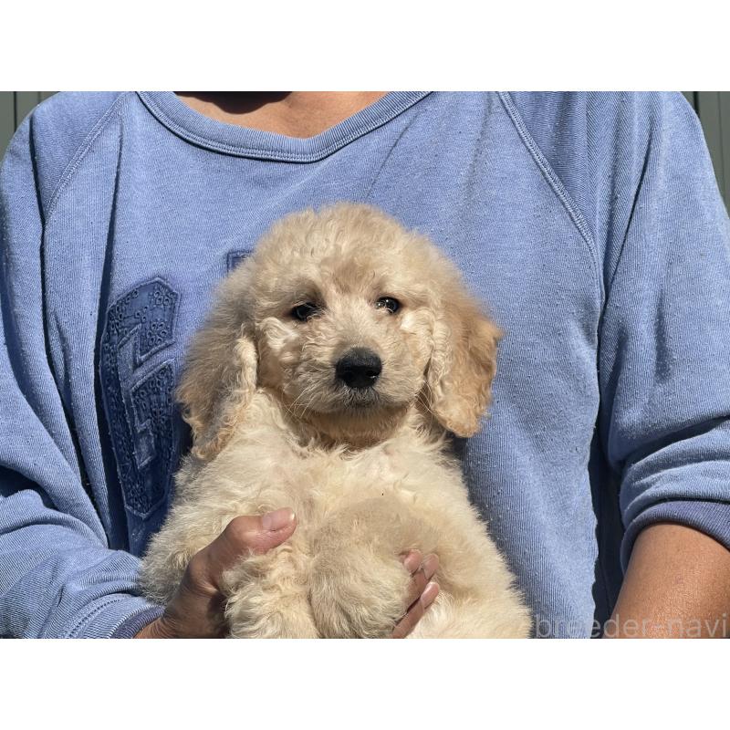販売中の岐阜県のゴールデンドゥードル:ゴールデンレトリーバー×プードル-426776の1枚目