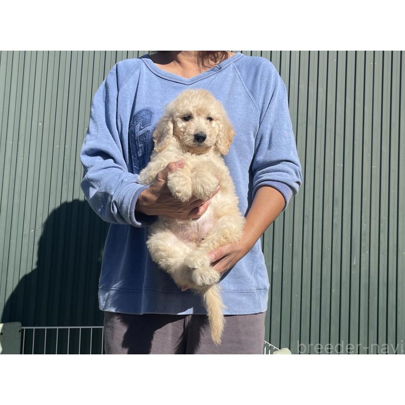 販売中の岐阜県のゴールデンドゥードル:ゴールデンレトリーバー×プードル-426776の9枚目