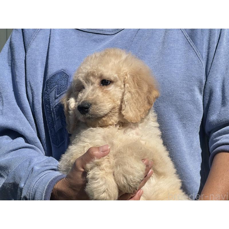販売中の岐阜県のゴールデンドゥードル:ゴールデンレトリーバー×プードル-426776の8枚目
