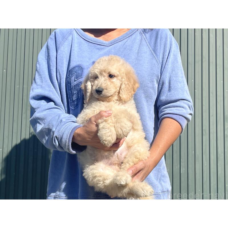 販売中の岐阜県のゴールデンドゥードル:ゴールデンレトリーバー×プードル-426776の7枚目