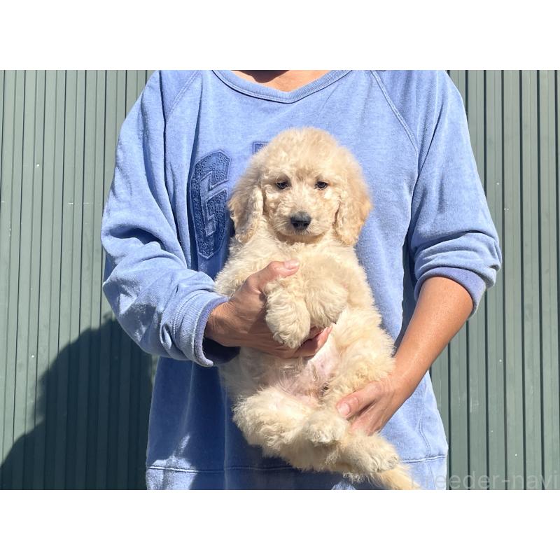 販売中の岐阜県のゴールデンドゥードル:ゴールデンレトリーバー×プードル-426776の6枚目