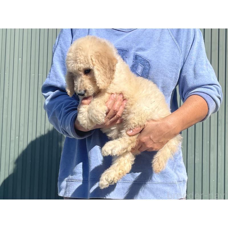 販売中の岐阜県のゴールデンドゥードル:ゴールデンレトリーバー×プードル-426776の5枚目