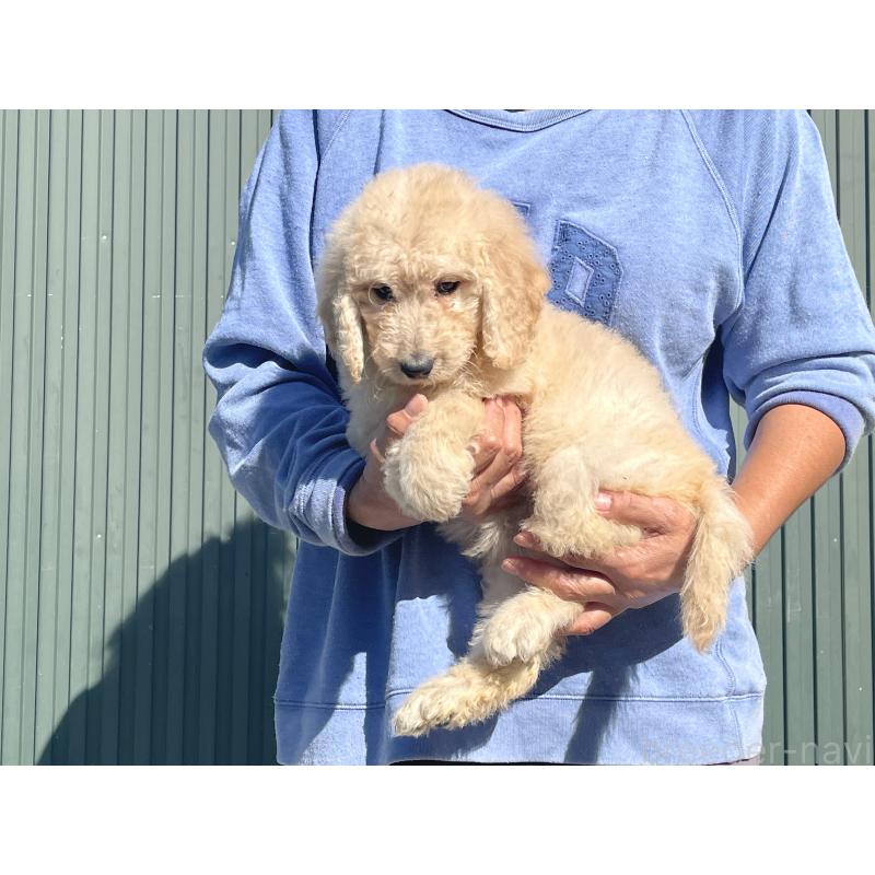 販売中の岐阜県のゴールデンドゥードル:ゴールデンレトリーバー×プードル-426776の4枚目
