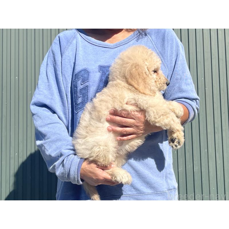 販売中の岐阜県のゴールデンドゥードル:ゴールデンレトリーバー×プードル-426776の3枚目