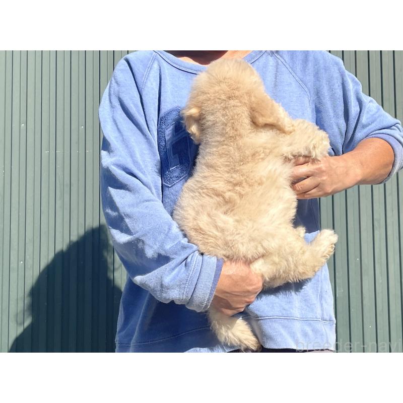 販売中の岐阜県のゴールデンドゥードル:ゴールデンレトリーバー×プードル-426776の2枚目