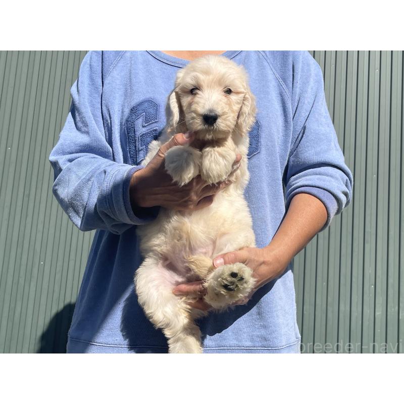 販売中の岐阜県のゴールデンドゥードル:ゴールデンレトリーバー×プードル-426777の5枚目