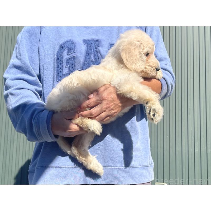 販売中の岐阜県のゴールデンドゥードル:ゴールデンレトリーバー×プードル-426777の4枚目