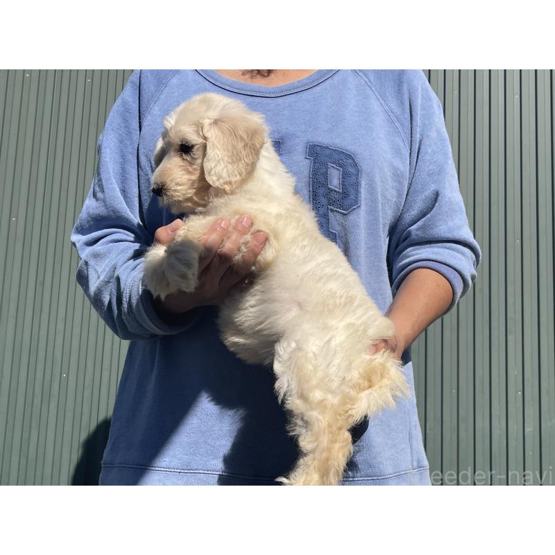 販売中の岐阜県のゴールデンドゥードル:ゴールデンレトリーバー×プードル-426777の3枚目