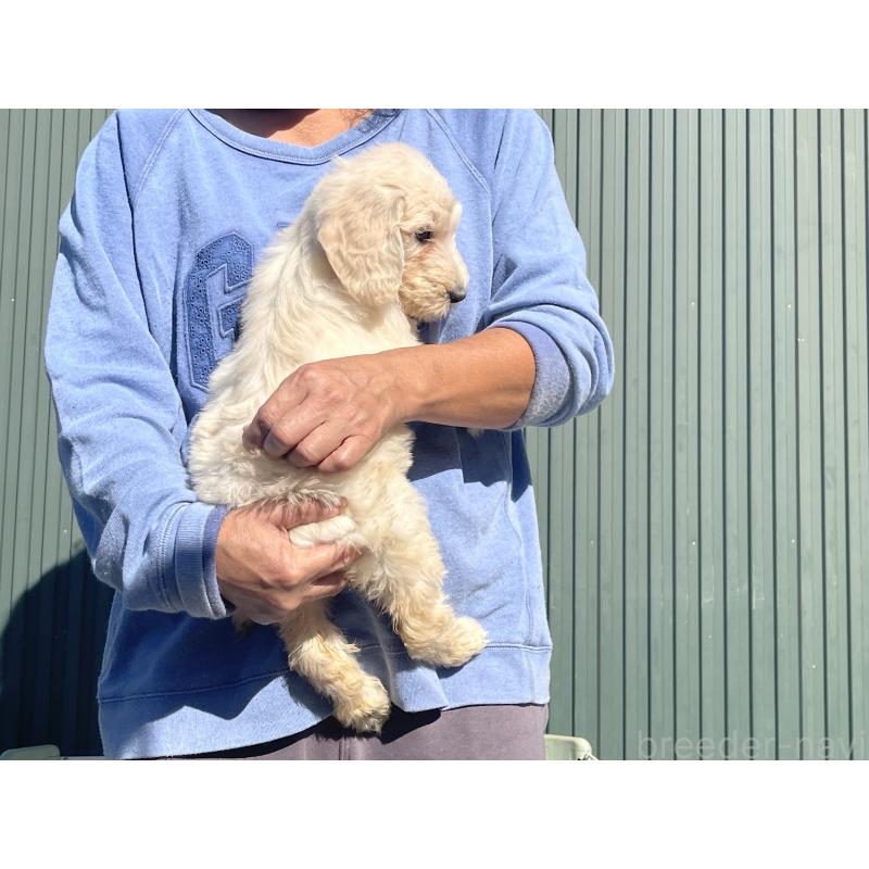 販売中の岐阜県のゴールデンドゥードル:ゴールデンレトリーバー×プードル-426777の2枚目