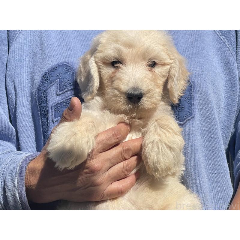 販売中の岐阜県のゴールデンドゥードル:ゴールデンレトリーバー×プードル-426777の1枚目