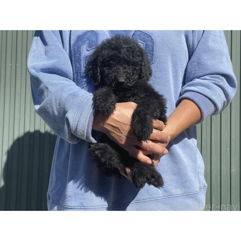 販売中の岐阜県のゴールデンドゥードル:ゴールデンレトリーバー×プードル-426778の1枚目