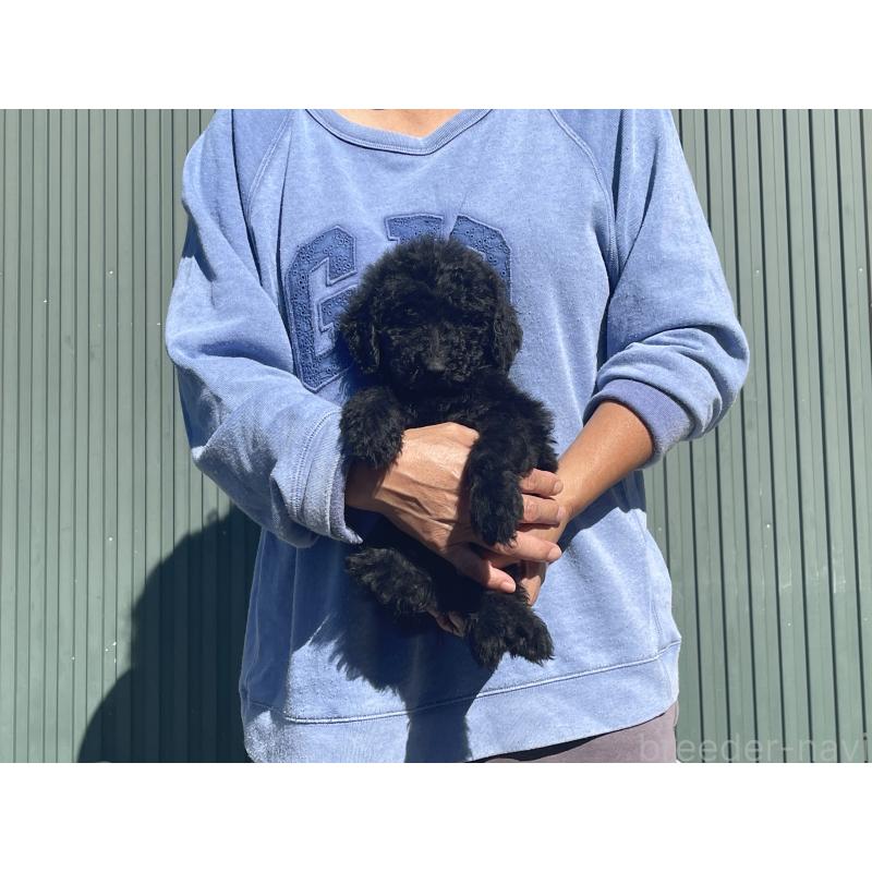 販売中の岐阜県のゴールデンドゥードル:ゴールデンレトリーバー×プードル-426778の5枚目