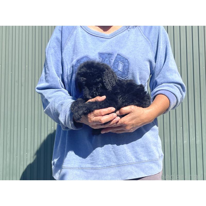 販売中の岐阜県のゴールデンドゥードル:ゴールデンレトリーバー×プードル-426778の4枚目