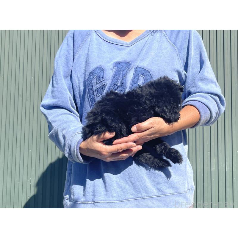 販売中の岐阜県のゴールデンドゥードル:ゴールデンレトリーバー×プードル-426778の3枚目