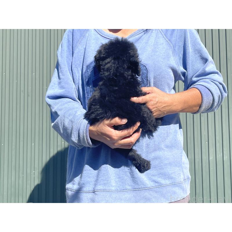 販売中の岐阜県のゴールデンドゥードル:ゴールデンレトリーバー×プードル-426778の2枚目