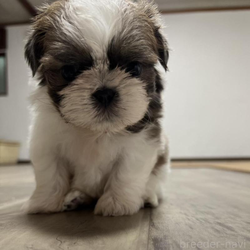 販売中の京都府のシーズー-426779の8枚目