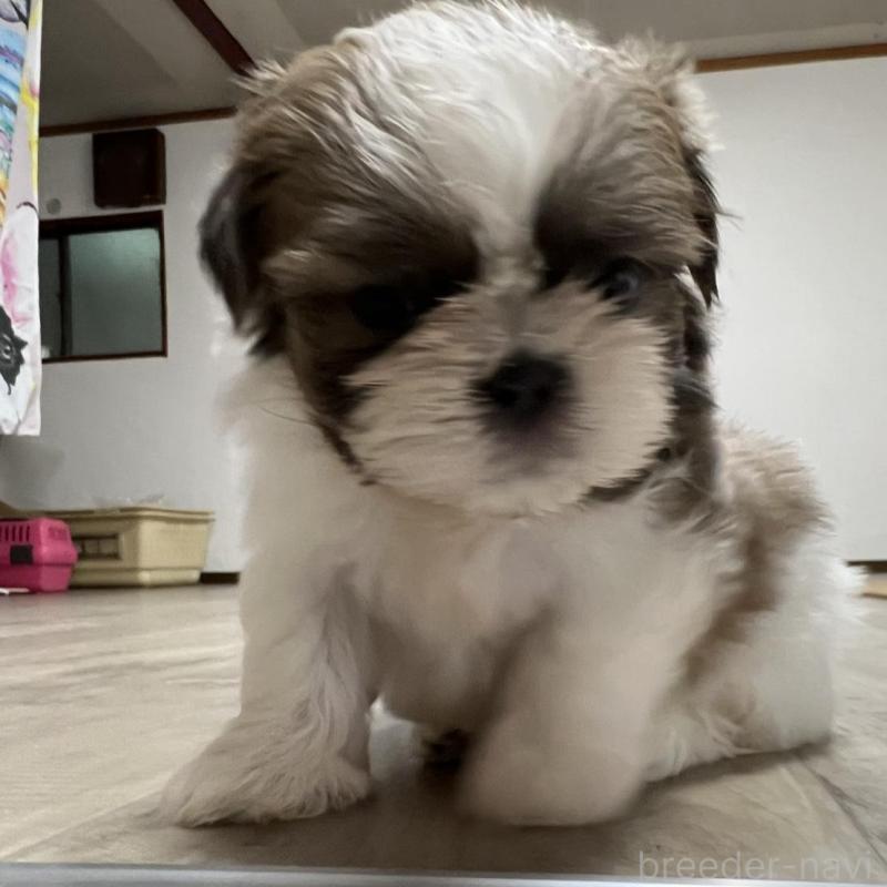 販売中の京都府のシーズー-426779の7枚目