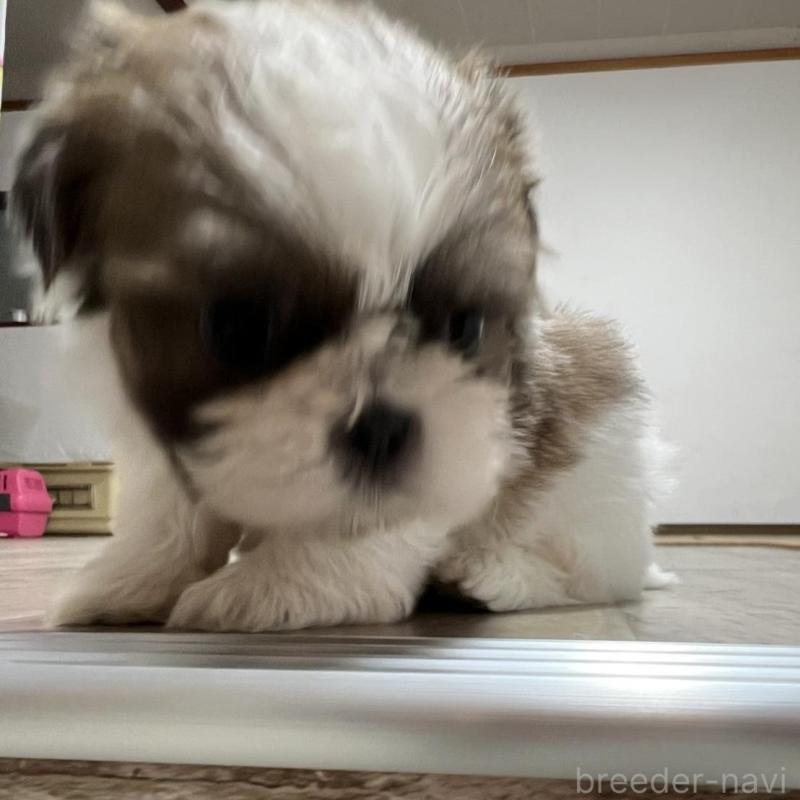 販売中の京都府のシーズー-426779の6枚目