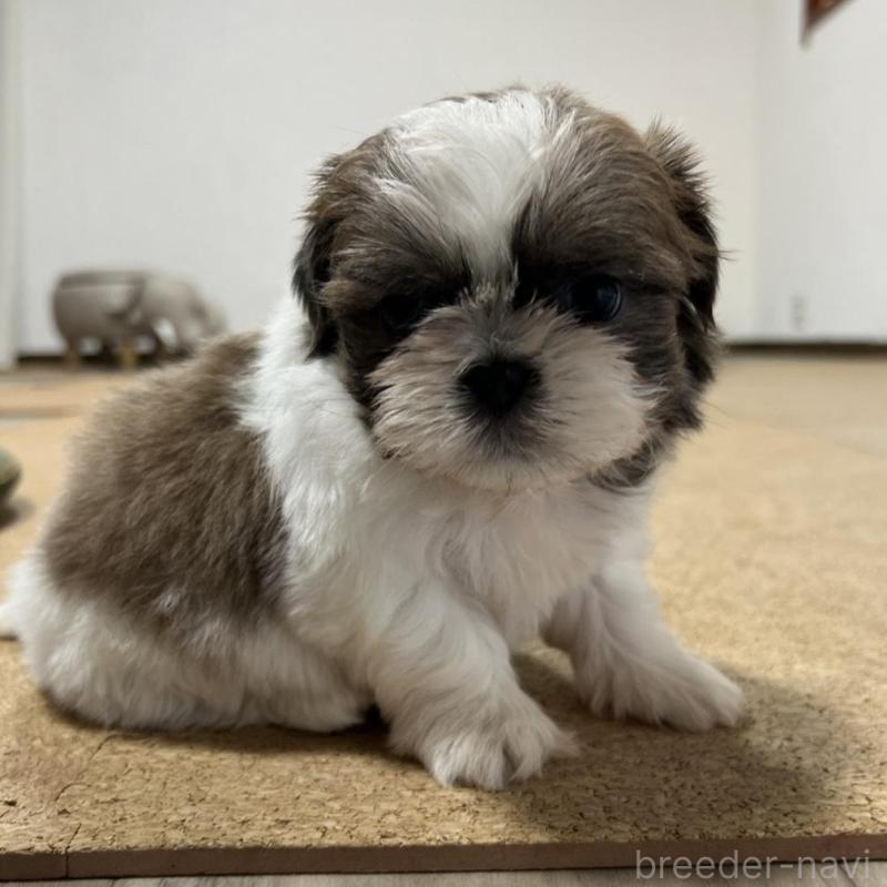 販売中の京都府のシーズー-426779の5枚目