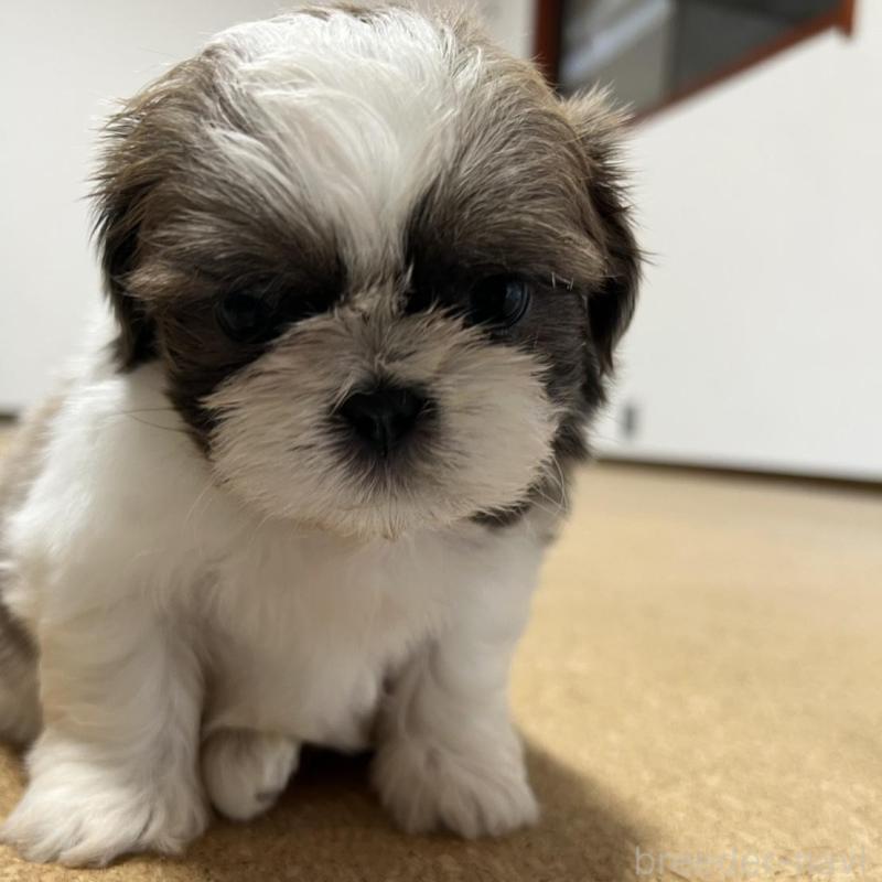 販売中の京都府のシーズー-426779の4枚目