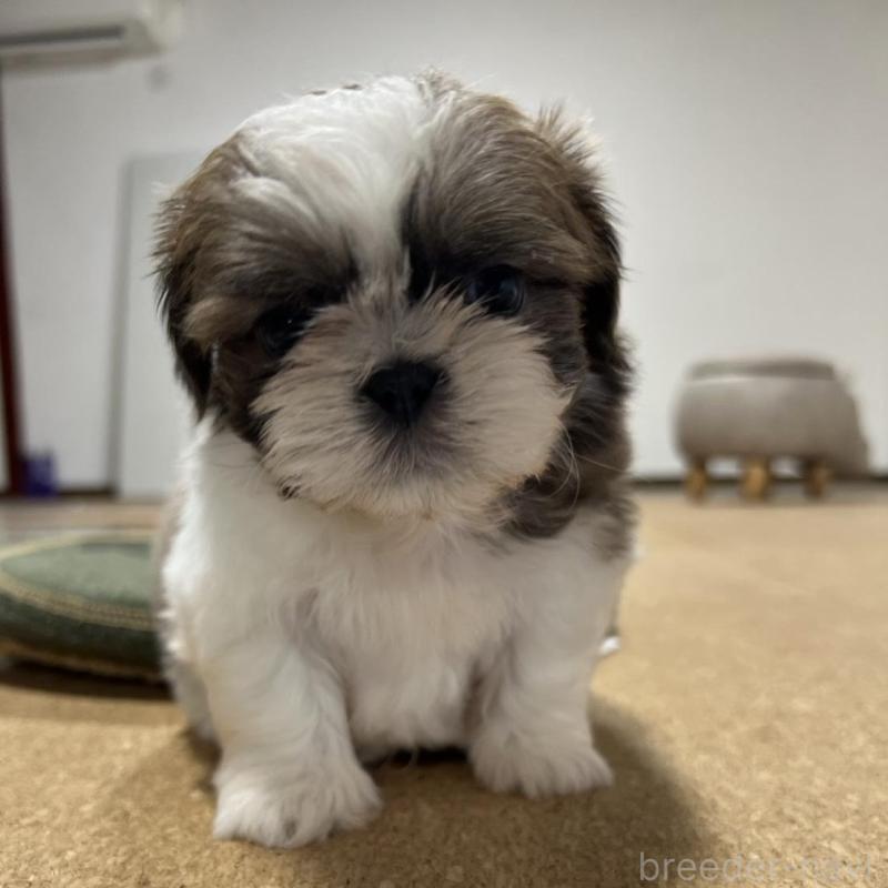 販売中の京都府のシーズー-426779の3枚目