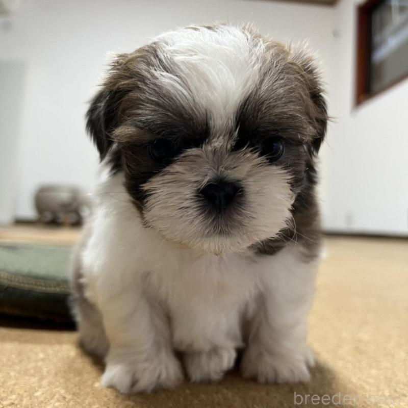 販売中の京都府のシーズー-426779の2枚目