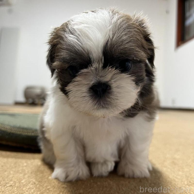 販売中の京都府のシーズー-426779の1枚目