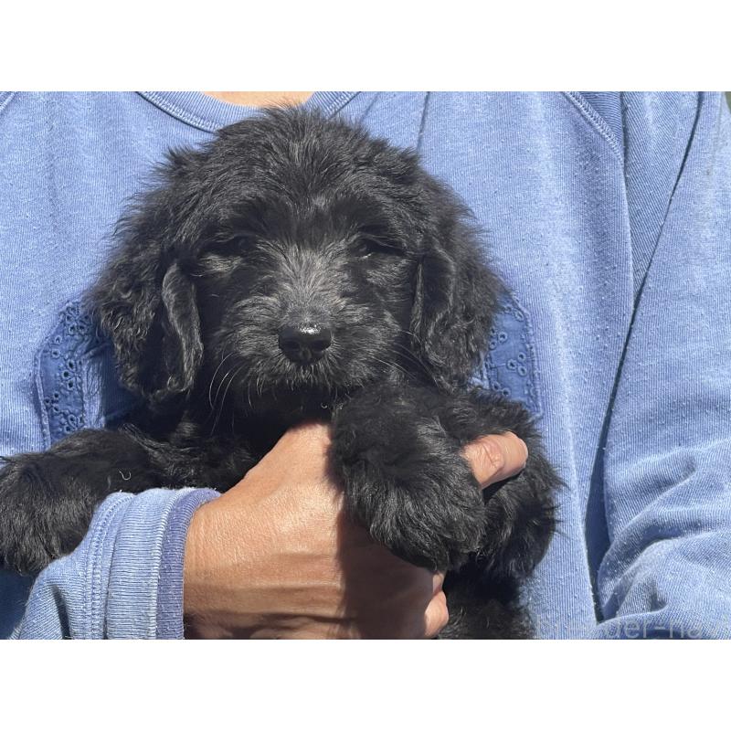 販売中の岐阜県のゴールデンドゥードル:ゴールデンレトリーバー×プードル-426780