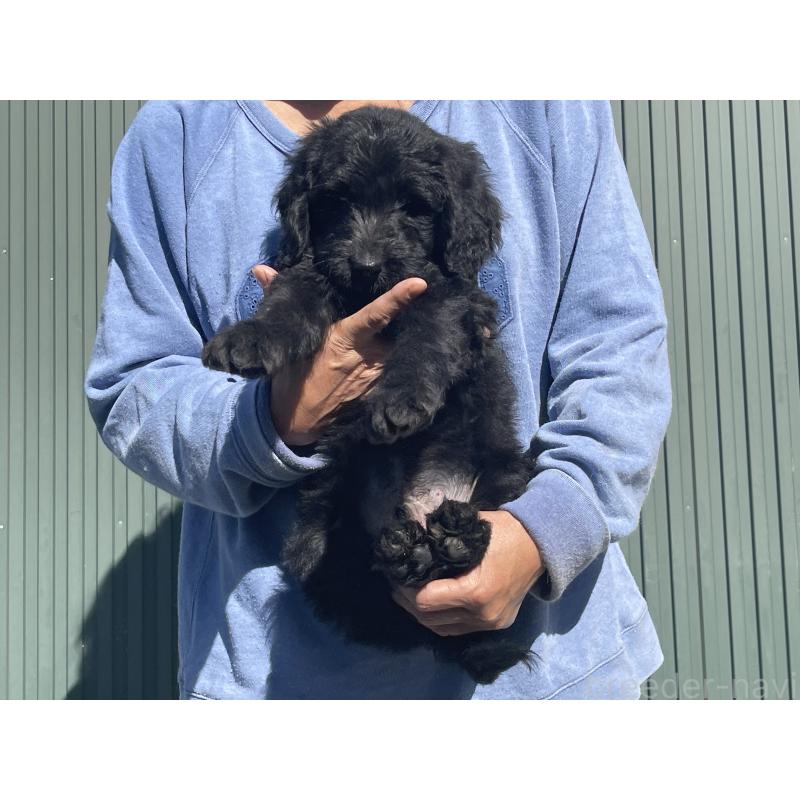 販売中の岐阜県のゴールデンドゥードル:ゴールデンレトリーバー×プードル-426780の5枚目