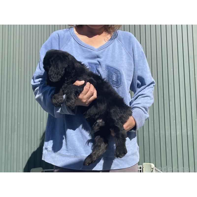 販売中の岐阜県のゴールデンドゥードル:ゴールデンレトリーバー×プードル-426780の4枚目