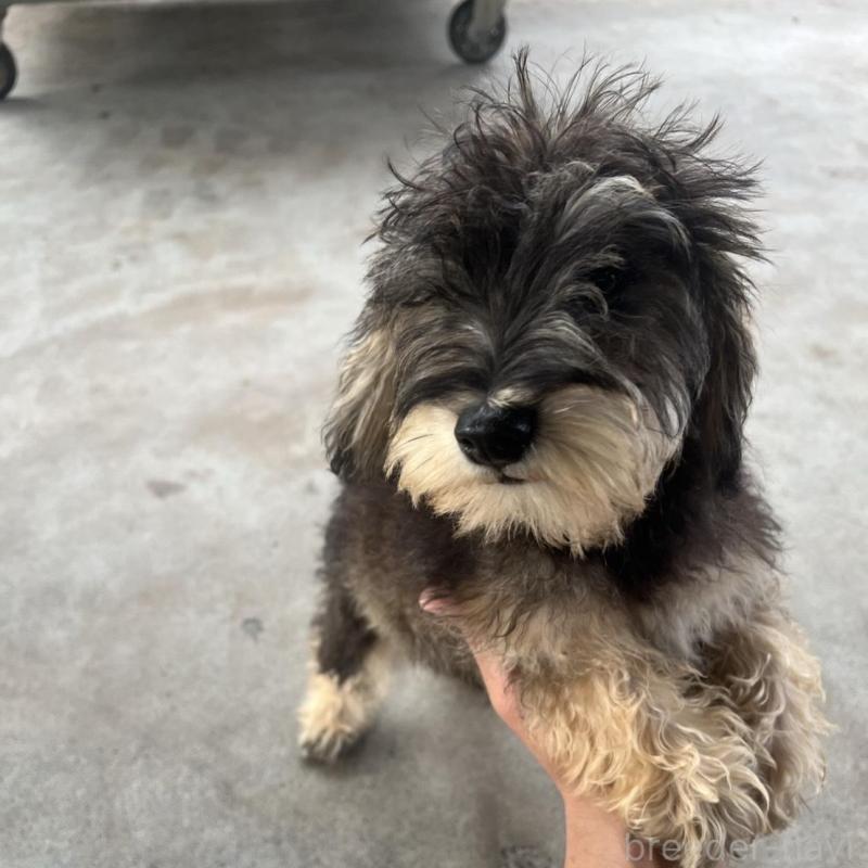 販売中の静岡県のミックス犬-426781の3枚目