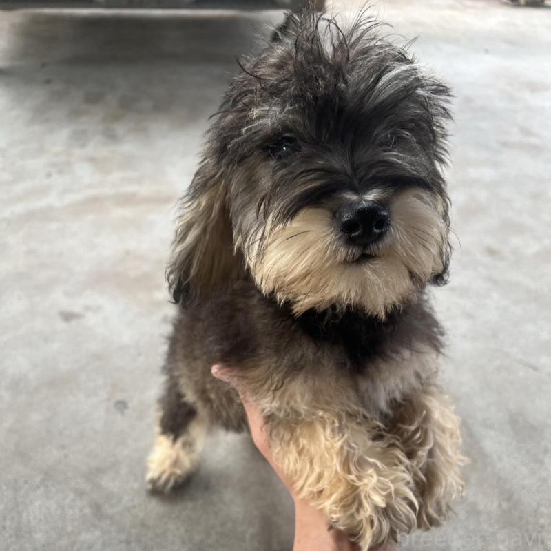 販売中の静岡県のミックス犬-426781の2枚目