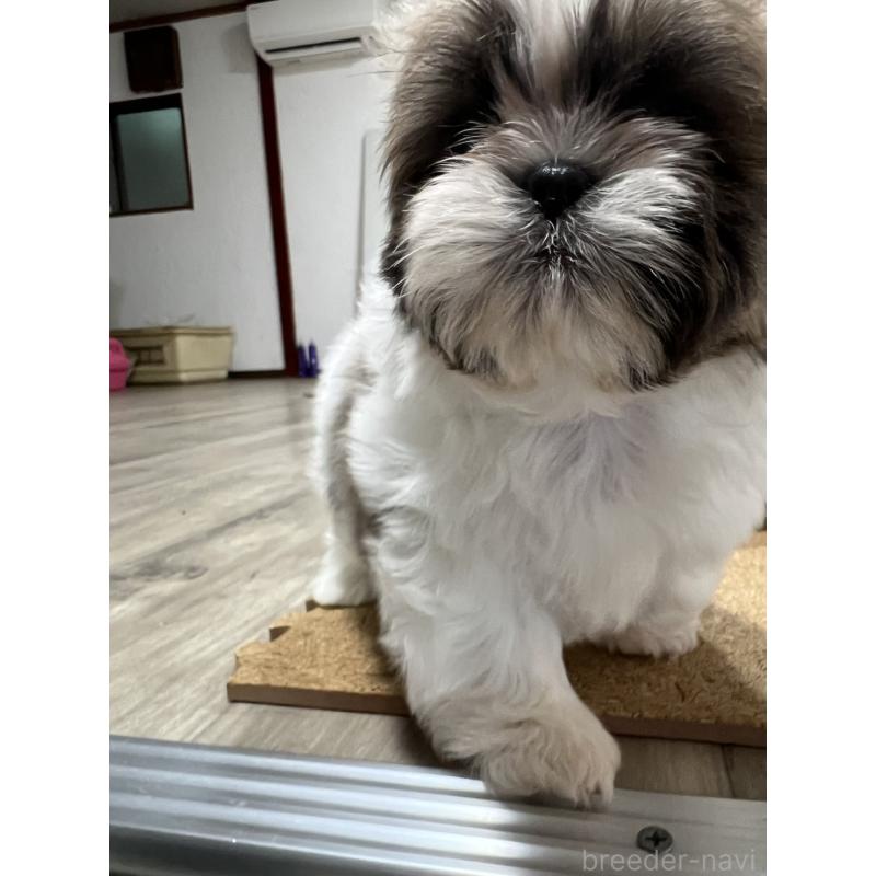 販売中の京都府のシーズー-426783の10枚目