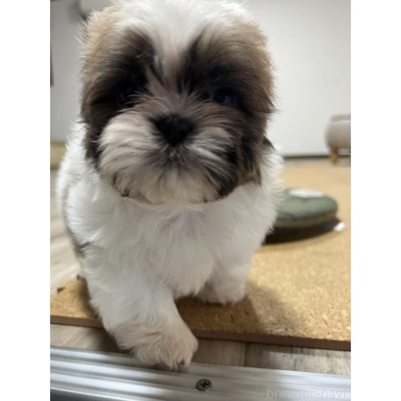 販売中の京都府のシーズー-426783の9枚目