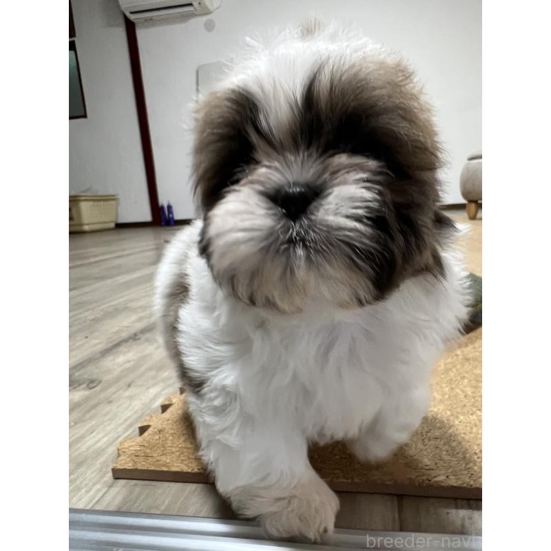 販売中の京都府のシーズー-426783の8枚目