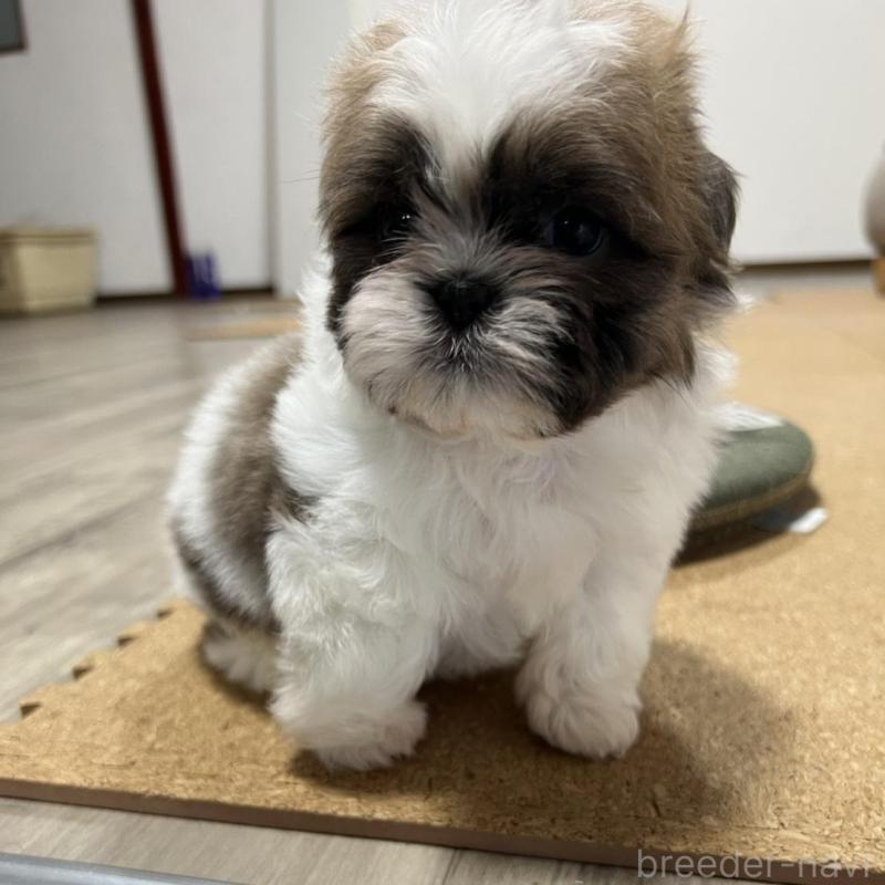 販売中の京都府のシーズー-426783の7枚目