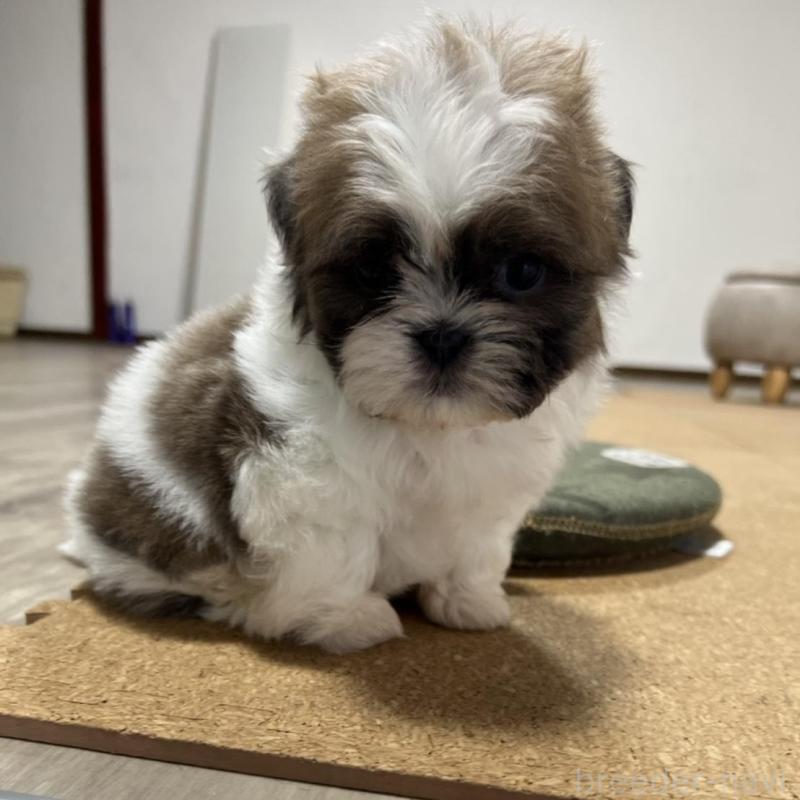 販売中の京都府のシーズー-426783