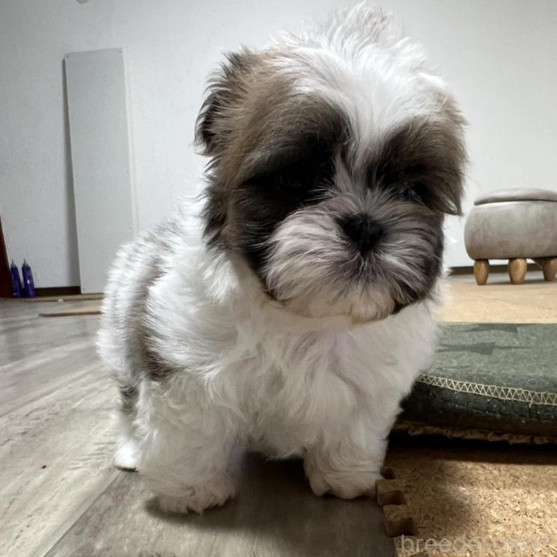 販売中の京都府のシーズー-426783の6枚目