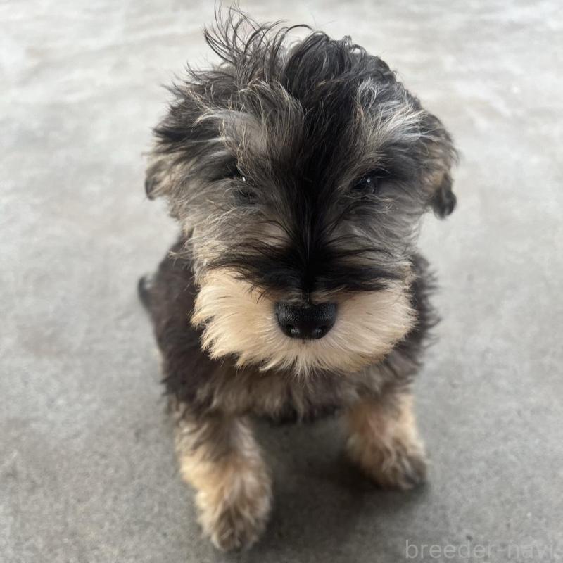 販売中の静岡県のミックス犬-426782