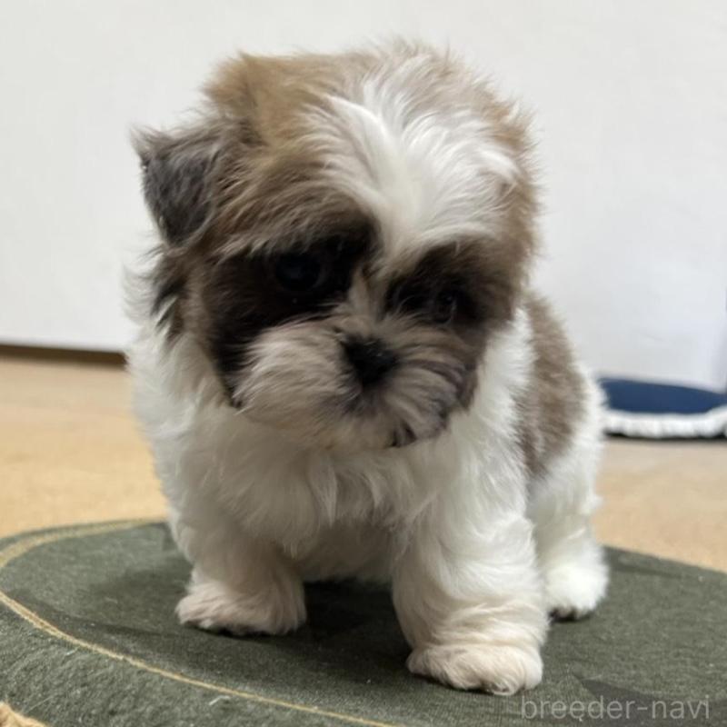 販売中の京都府のシーズー-426783の5枚目