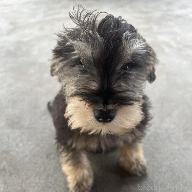 販売中の静岡県のミックス犬-426782の3枚目