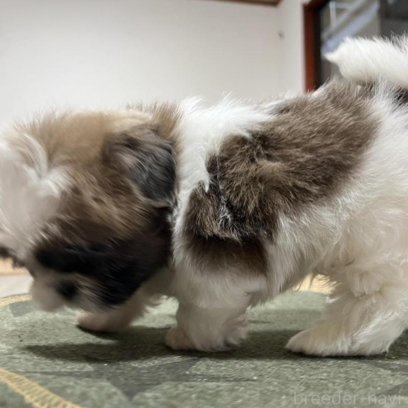 販売中の京都府のシーズー-426783の4枚目